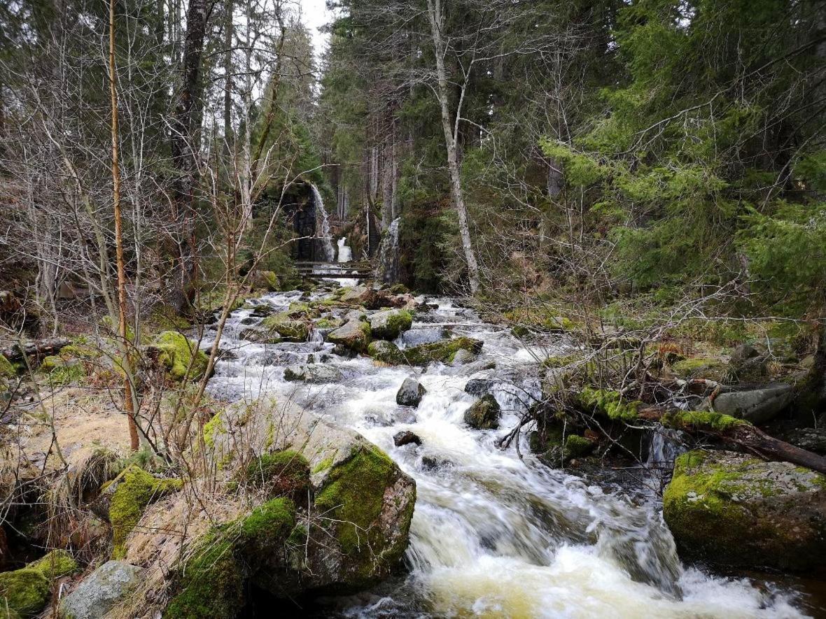 C1 Albmatte-Fewo Sauna, Hallenbad Aussenbecken Massagen Nebenan Menzenschwand-Hinterdorf 외부 사진