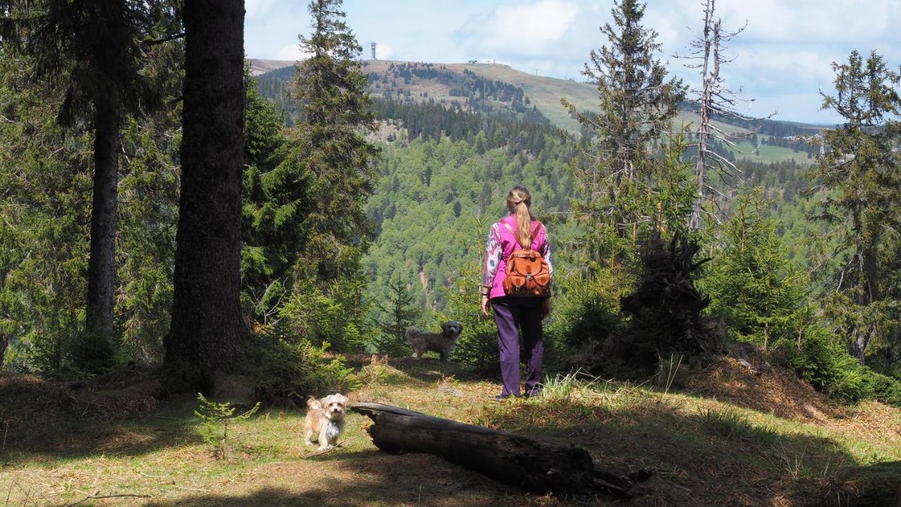 C1 Albmatte-Fewo Sauna, Hallenbad Aussenbecken Massagen Nebenan Menzenschwand-Hinterdorf 외부 사진
