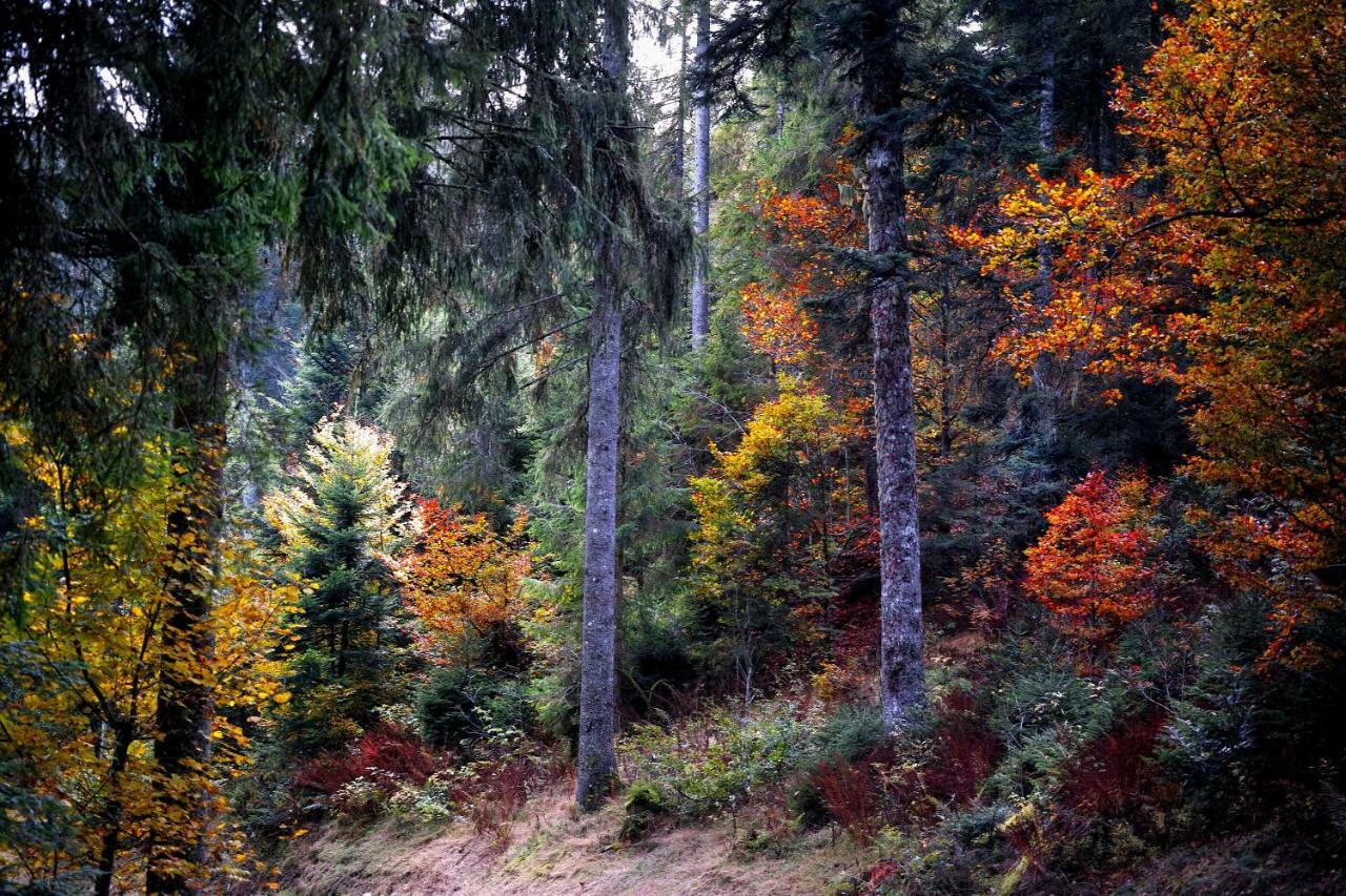 C1 Albmatte-Fewo Sauna, Hallenbad Aussenbecken Massagen Nebenan Menzenschwand-Hinterdorf 외부 사진